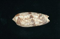 藏品(橙口榧螺)的圖片